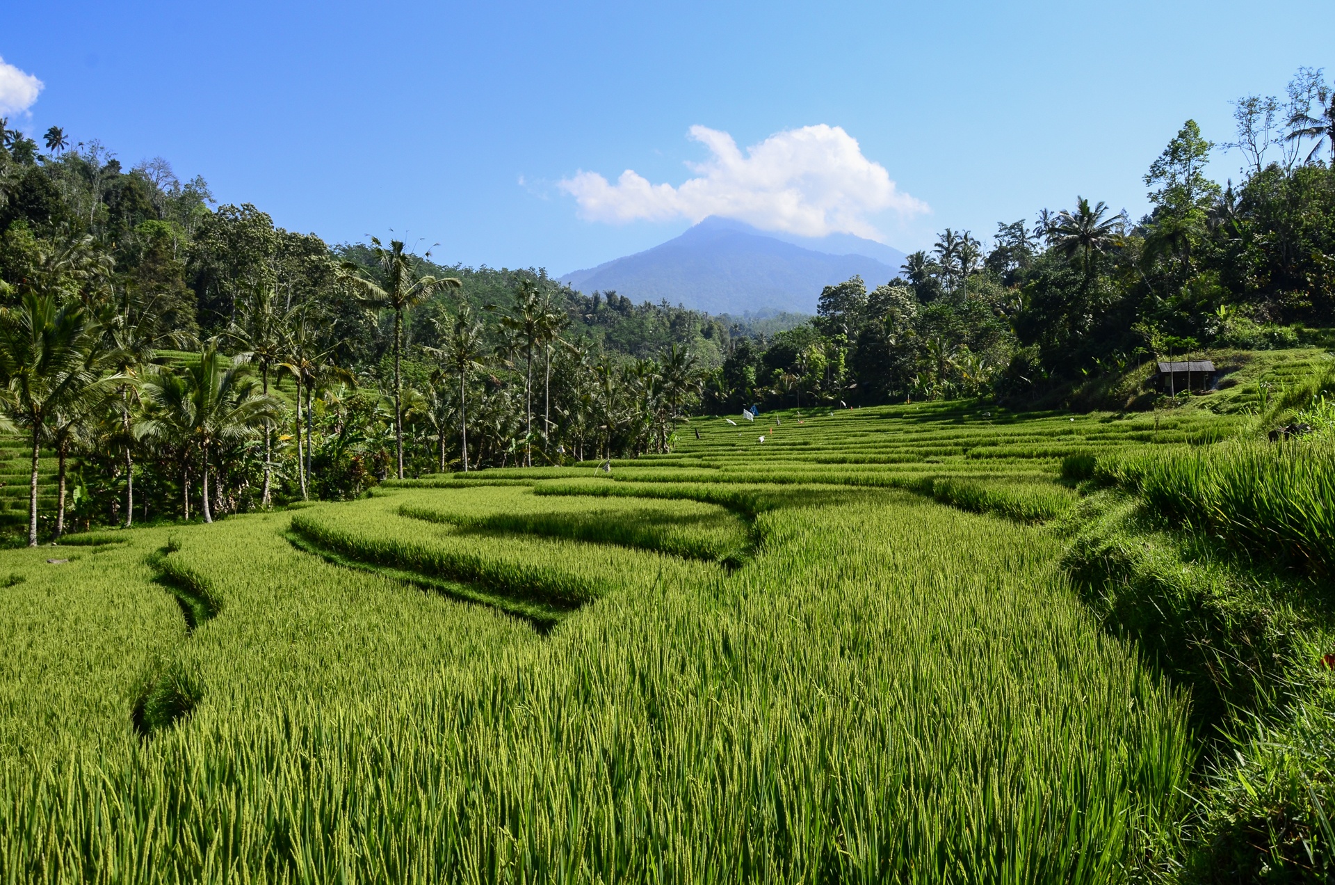 découvrez les traditions uniques des tengger, un peuple indigène d'indonésie, et plongez dans leur riche héritage culturel, leurs coutumes ancestrales, leurs célébrations colorées et leur profond lien avec la nature.