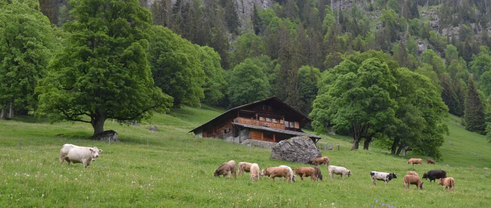 découvrez swiss-green, votre référence en matière de produits écologiques et durables. explorez notre gamme de solutions respectueuses de l'environnement pour un mode de vie plus vert et plus sain.