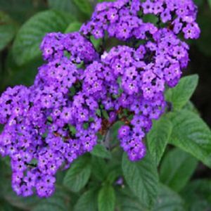 alternatives-heliotoop Comparatif des meilleures alternatives à Heliotoop