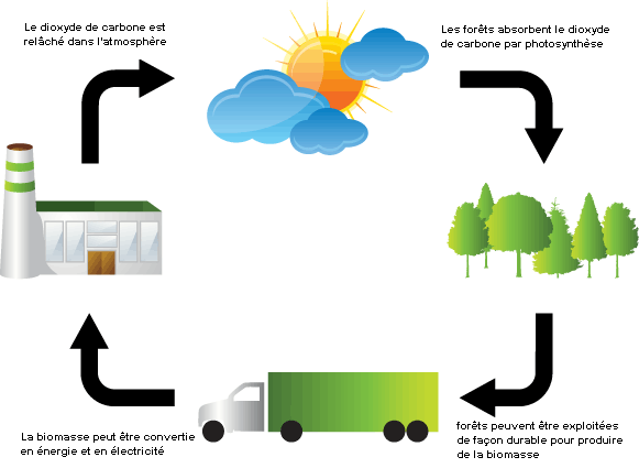 biomasse-durable-pour-lenergie La biomasse : une solution durable pour l'énergie de demain