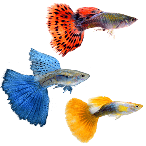 fonctionnalites-naturama Comparatif des meilleures fonctionnalités de Naturama