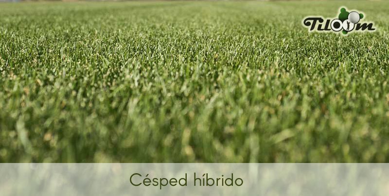 hybridation-technologie-durabilite-1 Solutions d'hybridation : comment allier technologie et durabilité