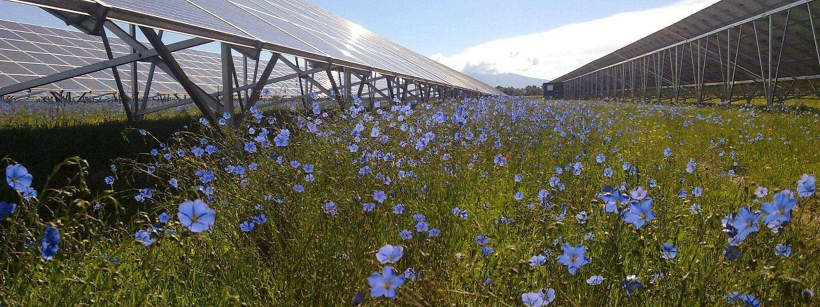 impact-energie-solaire-biodiversite Les incroyables conséquences de l'énergie solaire sur notre biodiversité révélées !