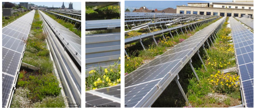 impact-energie-solaire-biodiversite Les incroyables conséquences de l'énergie solaire sur notre biodiversité révélées !