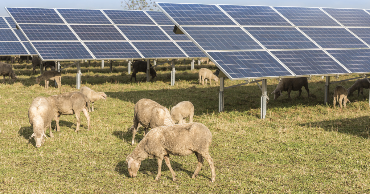 panneaux-solaires-agricoles-2 Découvrez comment les panneaux solaires agricoles changent la donne pour les agriculteurs !