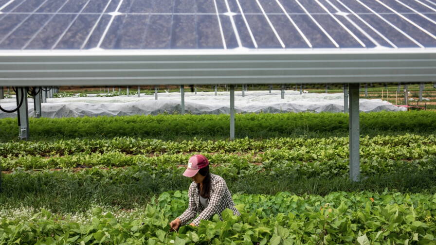 panneaux-solaires-agriculture-4 Découvrez comment les panneaux solaires transforment votre exploitation agricole en véritable machine à cash !