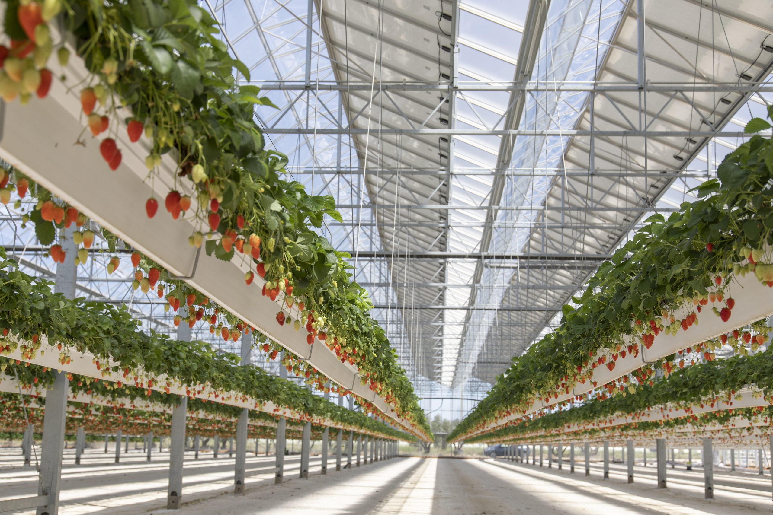 serre-photovoltaique-scaled Optimiser la chaleur de votre serre grâce à une installation photovoltaïque