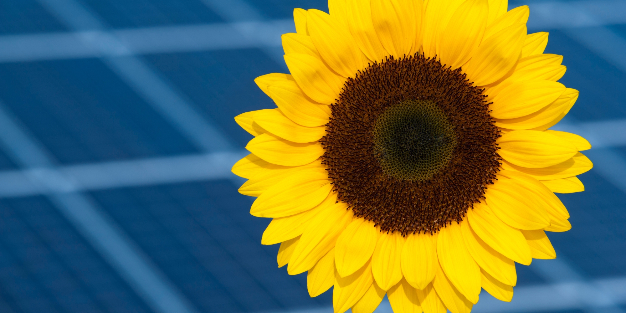 découvrez notre comparatif des alternagrids pour une énergie durable. analysez les différentes solutions disponibles, leurs avantages et inconvénients, et faites le choix qui répond le mieux à vos besoins en matière d'énergie renouvelable.