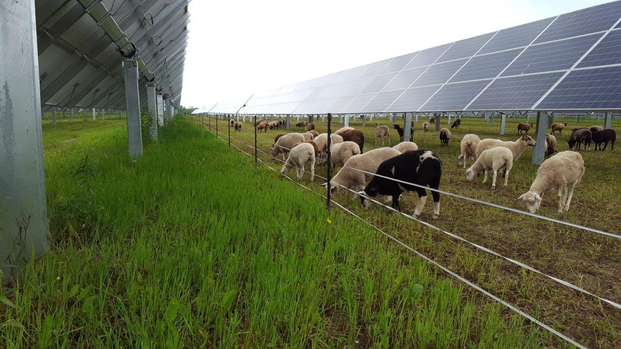 découvrez comment l'agriculture et les panneaux photovoltaïques peuvent coexister harmonieusement pour favoriser une production durable. explorez les bénéfices de l'agrivoltaïsme, une solution innovante qui optimise l'utilisation des terres tout en produisant une énergie renouvelable.