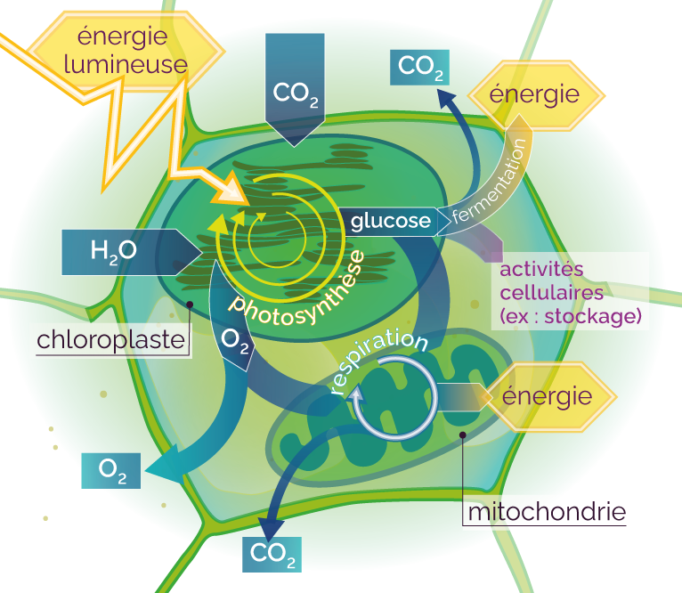 echange-energie-solaire Vous ne croirez jamais comment ces plateformes d'échange d'énergie solaire transforment votre facture d'électricité !