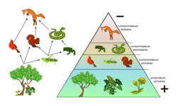 ecosystemes-1 Comparatif des écosystèmes : comprendre l'écosphere