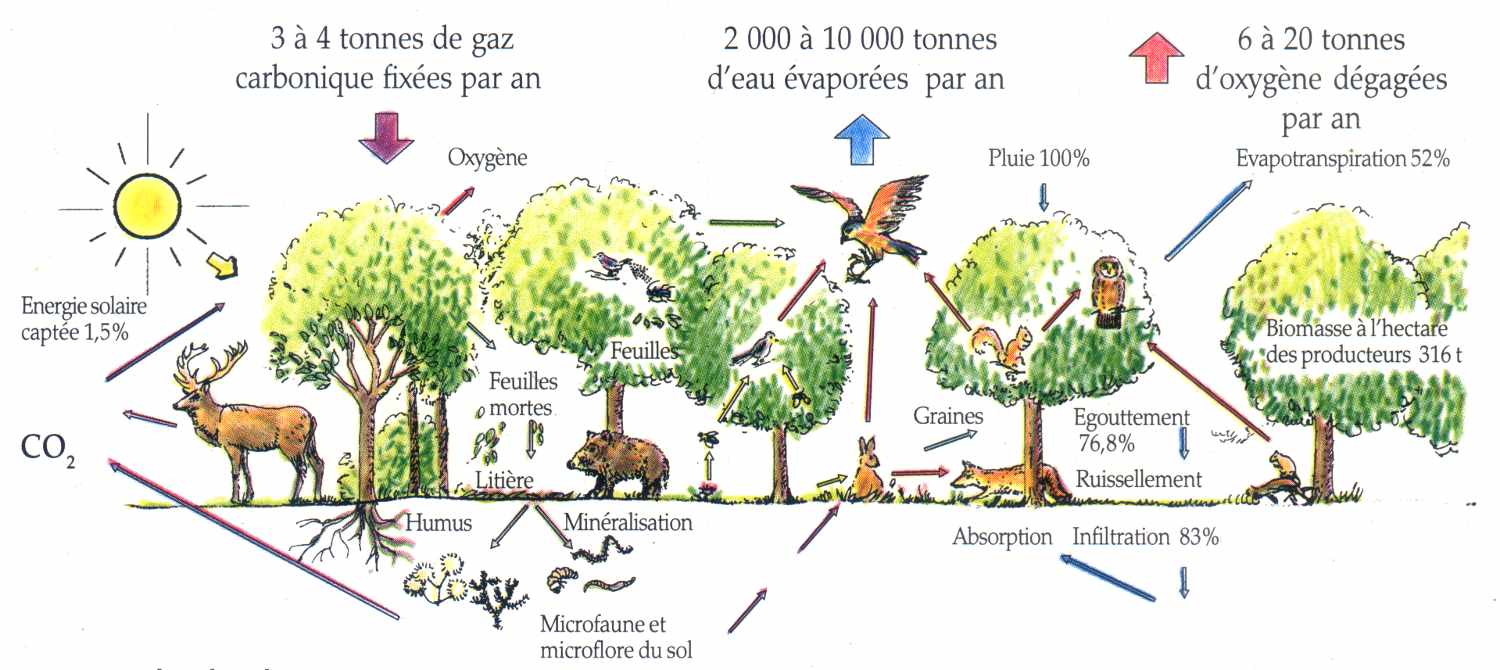 ecosystemes Comparatif des écosystèmes : comprendre l'écosphere