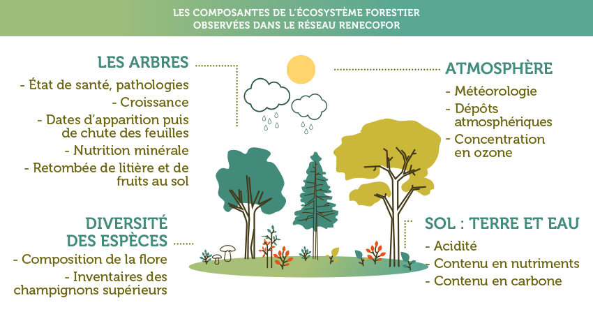 ecosystemes Comparatif des écosystèmes : comprendre l'écosphere