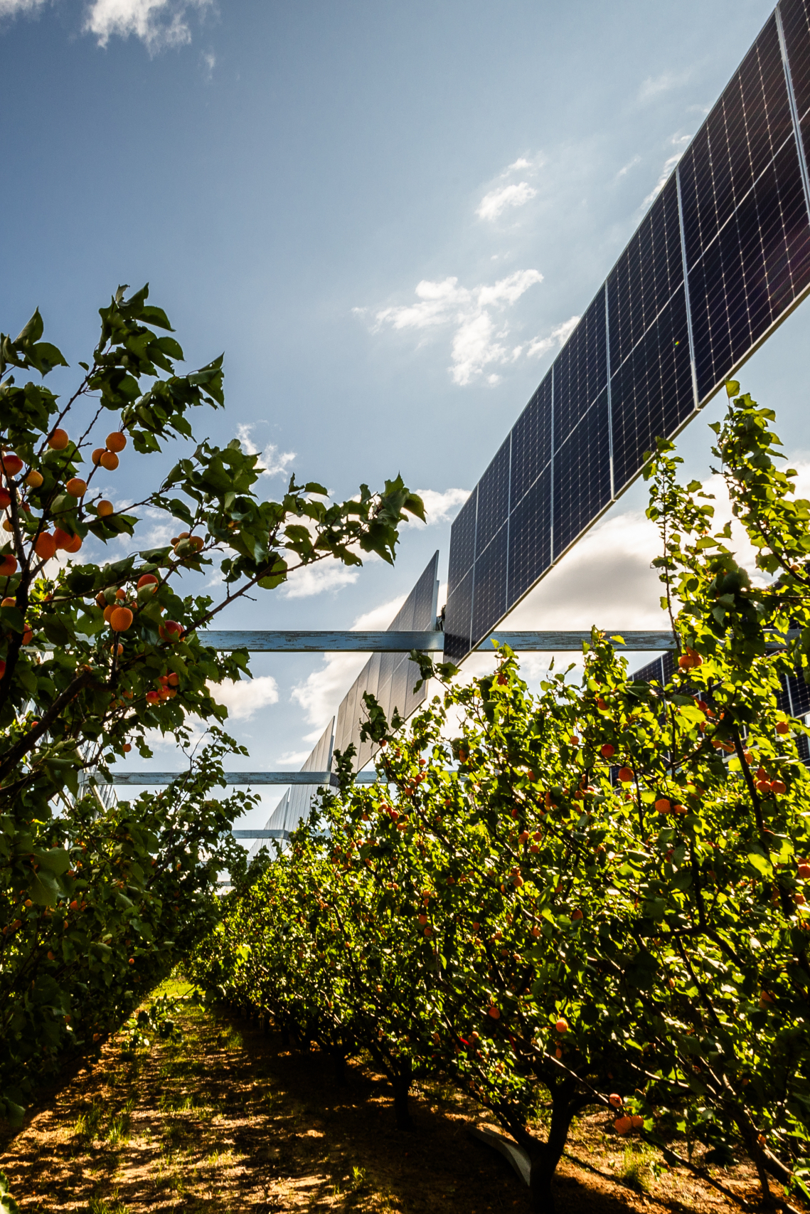 impact-photovoltaique-solveo etude impact installation photovoltaique solveo