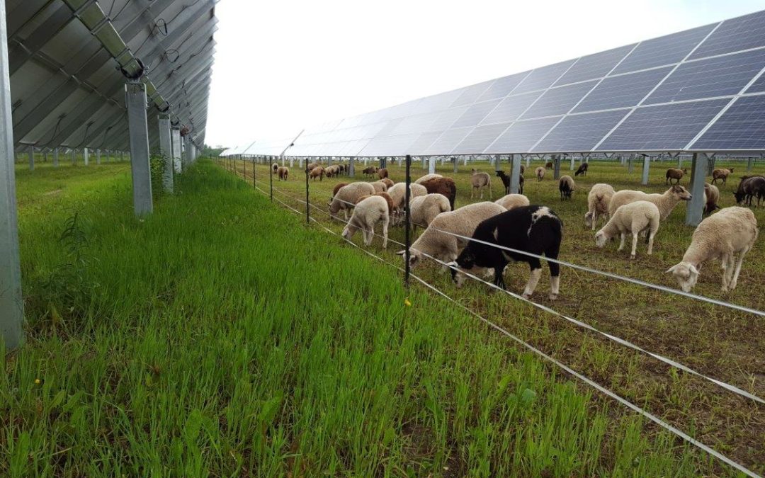 photovoltaiques-agricoles-4 Les installateurs photovoltaïques solaires dans l'agriculture : un atout pour la transition énergétique