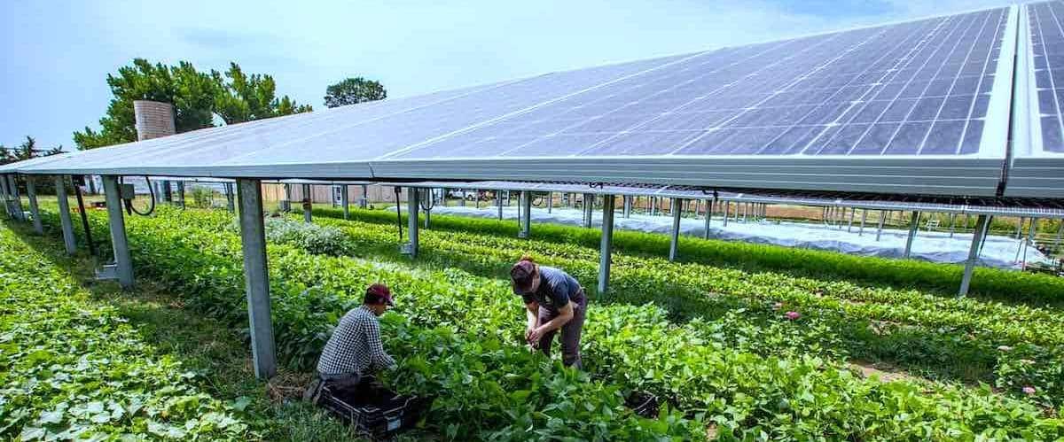 photovoltaiques-agricoles Les installateurs photovoltaïques solaires dans l'agriculture : un atout pour la transition énergétique