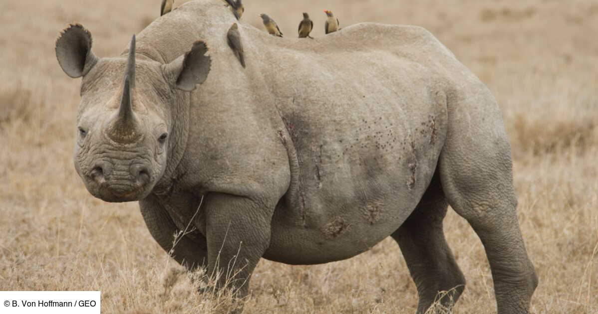 types-de-symbiose-1 Comparatif des différents types de symbiose dans la nature